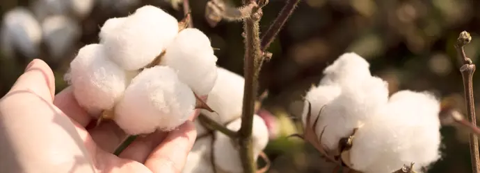 Le coton non blanchi, c’est quoi ?